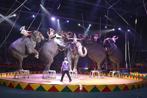 Elephants